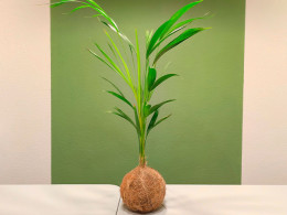 Tallitos Green - La Laguna