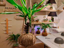 Tallitos Green - La Laguna