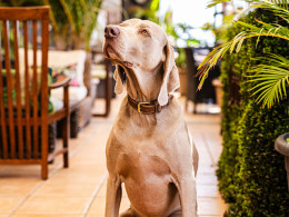 Nashira Cocktail & Gastrobar - Adeje