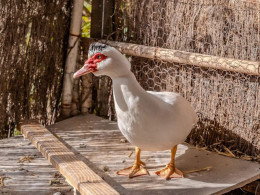 Finca Tres Roques - Vilaflor