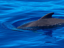 Avistamiento de cetáceos de 2 o 3 horas con comida y bebida