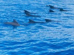Avistamiento de cetáceos de 2 o 3 horas con comida y bebida