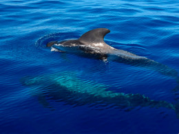 Maxicat - Costa Adeje