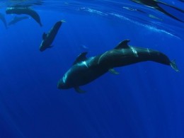 White Tenerife - Adeje