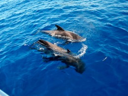 White Tenerife - Adeje