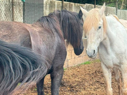 Sesión transformadora de equinoterapia
