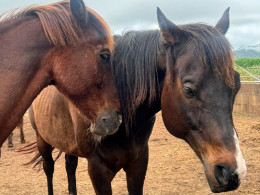 Sesión transformadora de equinoterapia