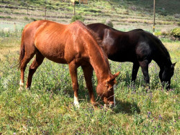 Sesión transformadora de equinoterapia