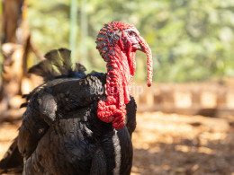 Brunch Km0 para 2 + visita en finca orgánica