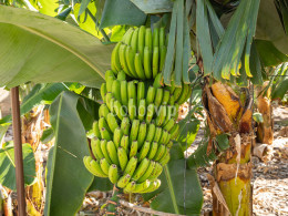 Brunch Km0 para 2 + visita en finca orgánica