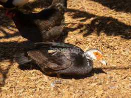 Brunch Km0 para 2 + visita en finca orgánica