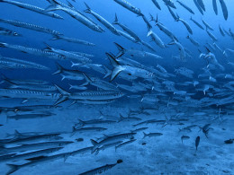 Iniciación al buceo o Curso de Open Water con certificado internacional 