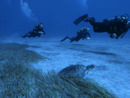 Iniciación al buceo o Curso de Open Water con certificado internacional 