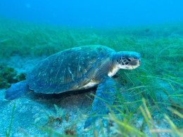Iniciación al buceo o Curso de Open Water con certificado internacional 
