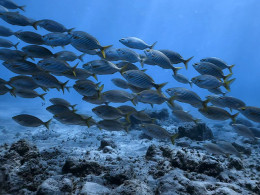 Iniciación al buceo o Curso de Open Water con certificado internacional 