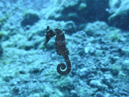 Iniciación al buceo o Curso de Open Water con certificado internacional 