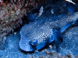 Iniciación al buceo o Curso de Open Water con certificado internacional 