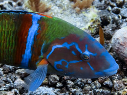 Iniciación al buceo o Curso de Open Water con certificado internacional 