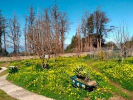 Estancia para 1 o 2 noches en una cabaña en El Sauzal