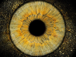 Iristellar - Costa Adeje