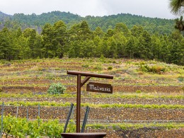 Menú para 2 con cata de vinos + visita a la bodega